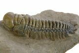 Detailed Crotalocephalina Trilobite - Atchana, Morocco #348119-1